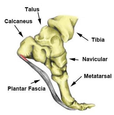 plantar fasia