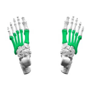 metatarsal kemikler