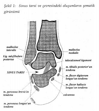 sinüs tarsi anatomisi