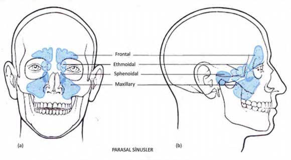 sinuslar