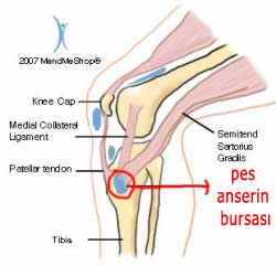 pes anserin bursası