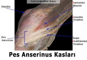 pes anserinus kası