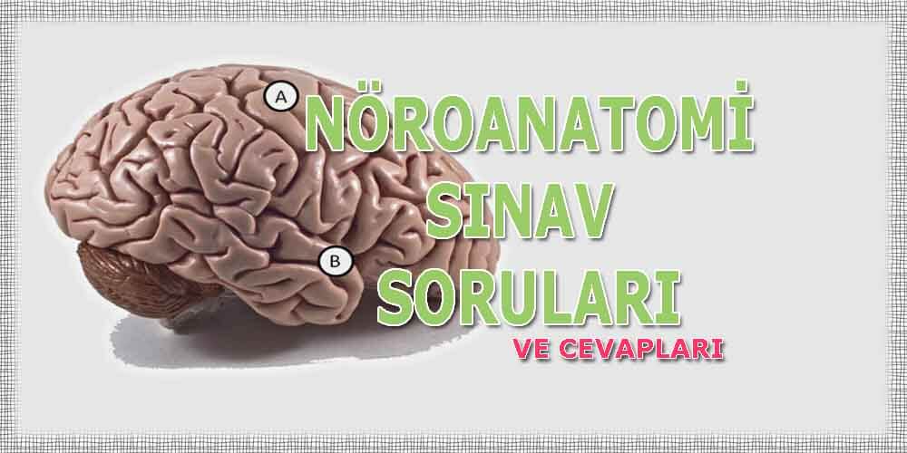 Nöroanatomi dersi sınav soruları