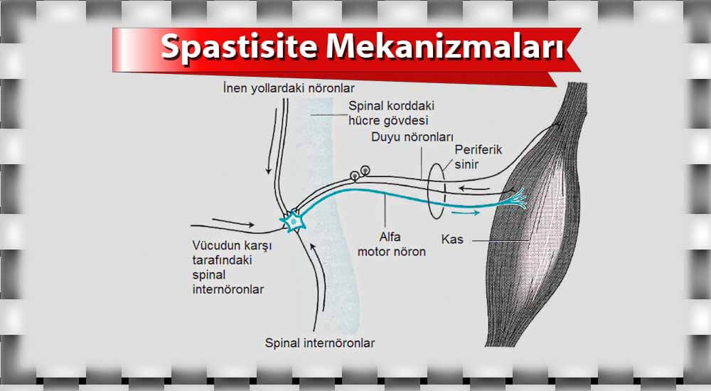 Spastisite Mekanizmaları (inhibisyon)