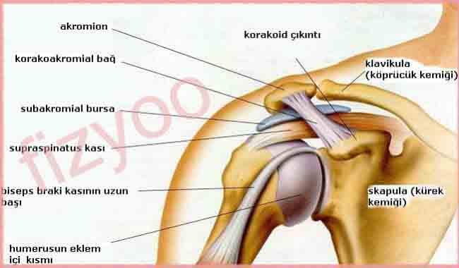 glenohumeral Eklemin superior kısmı impingement
