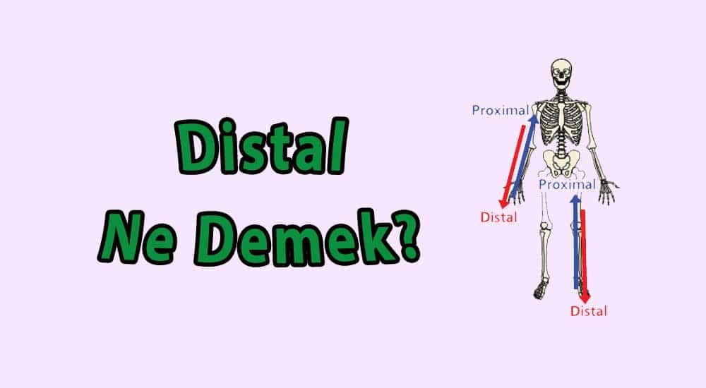 Distal Ne Demek?